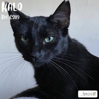 KALO