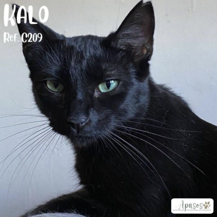KALO