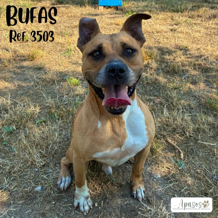 BUFAS
