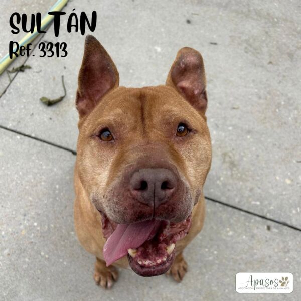 SULTÁN