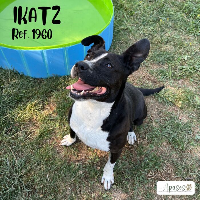 IKATZ