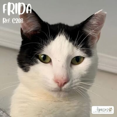 FRIDA