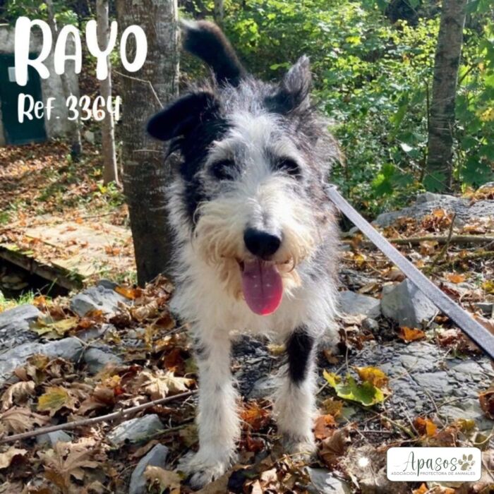 RAYO