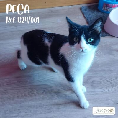 PECA