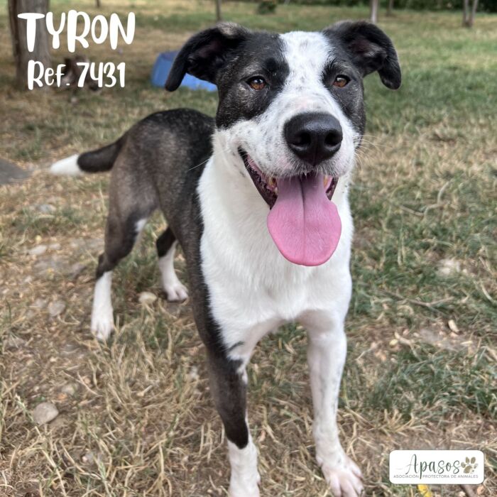 TYRON