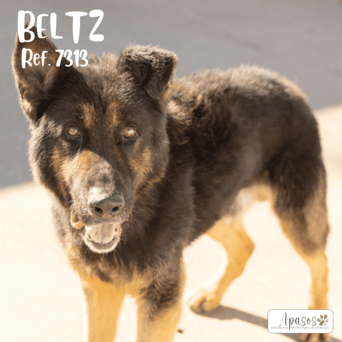 BELTZ