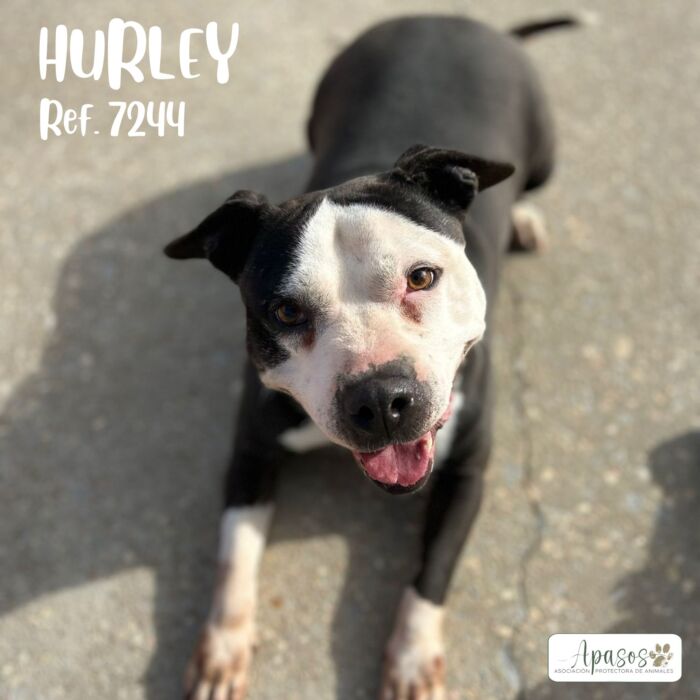HURLEY