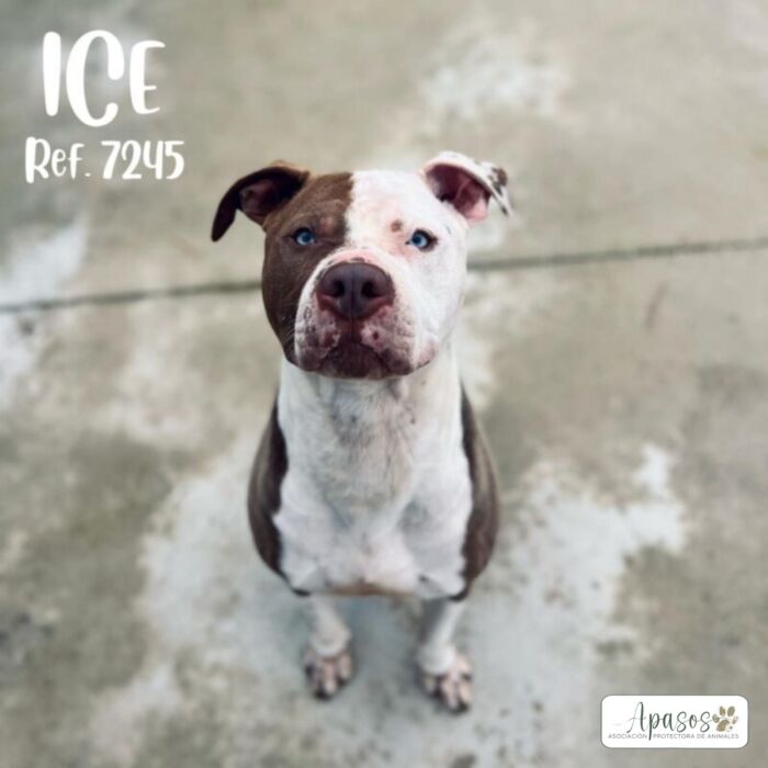 ICE