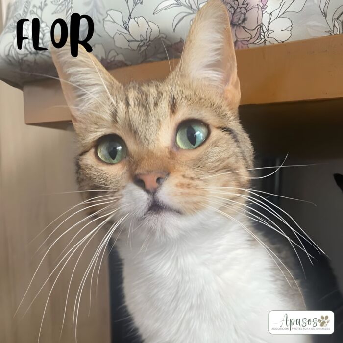 FLOR