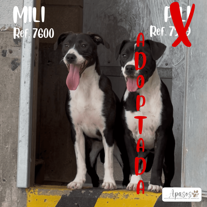 PILI Y MILI