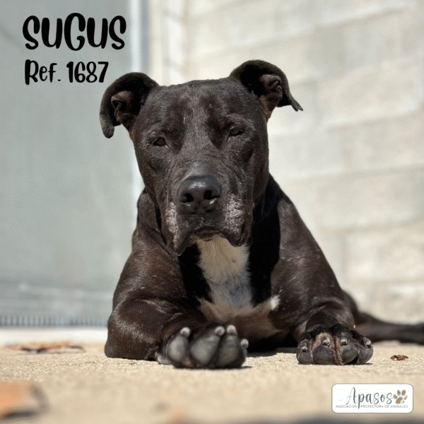 SUGUS