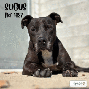 SUGUS