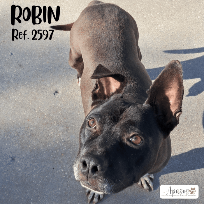 ROBIN