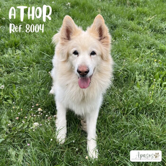 ATHOR