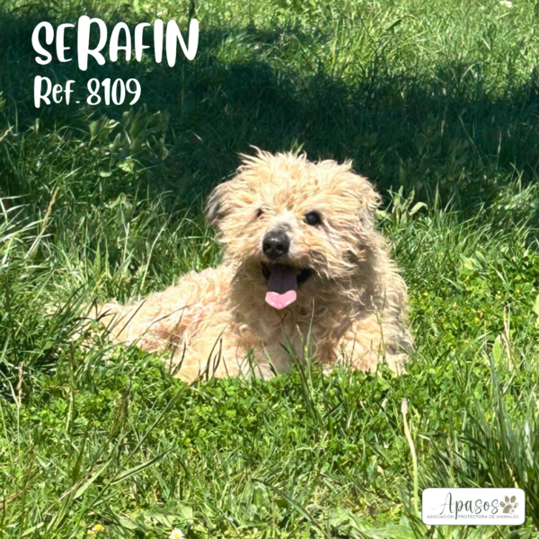 SERAFÍN