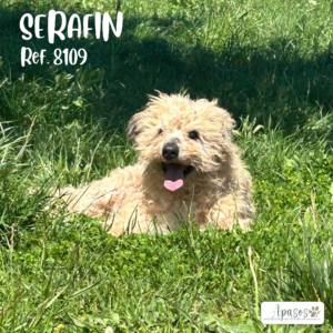 SERAFÍN