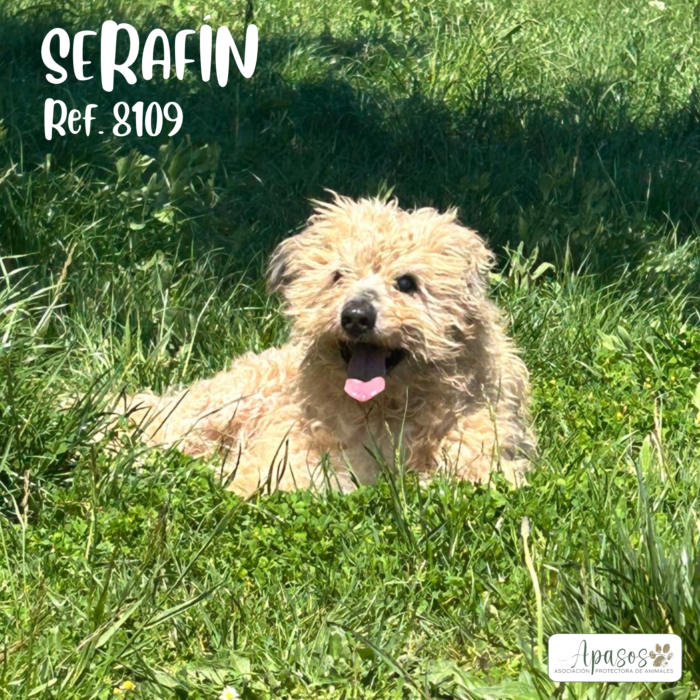 SERAFÍN