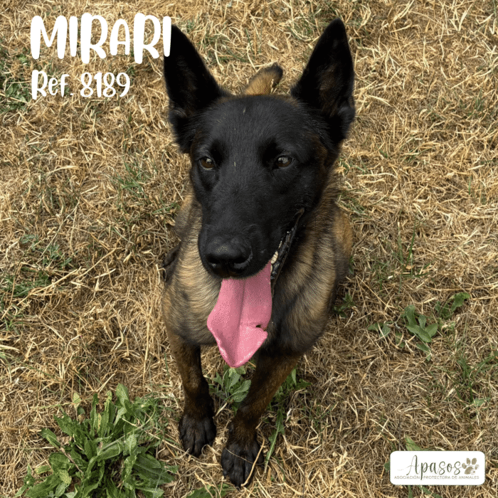 MIRARI