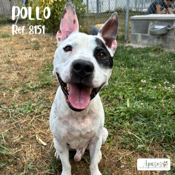 POLLO
