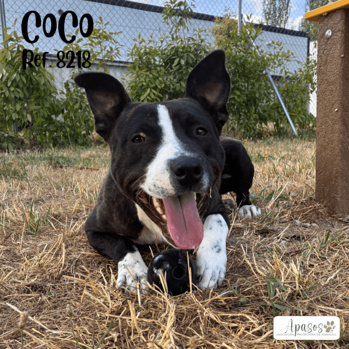 COCO