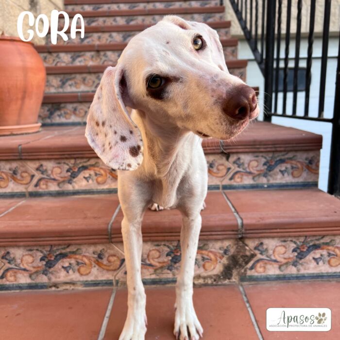 GORA