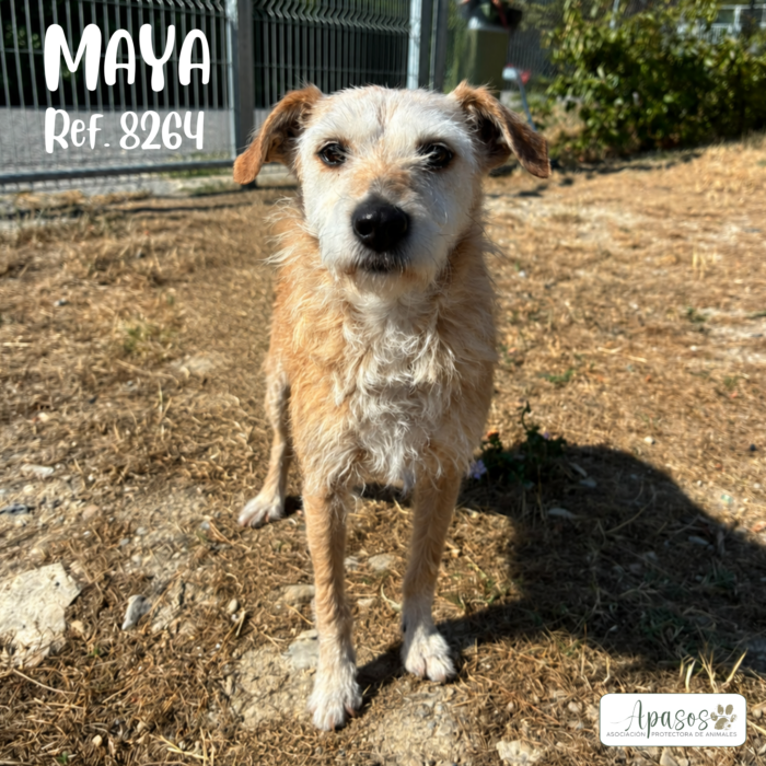 MAYA