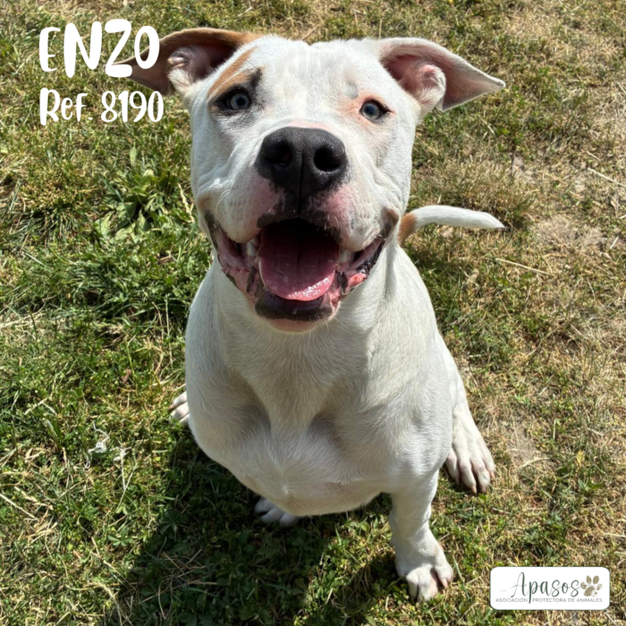 ENZO